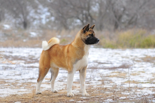 Akita Americano Dogs Raza - Características, Fotos & Precio | MundoAnimalia