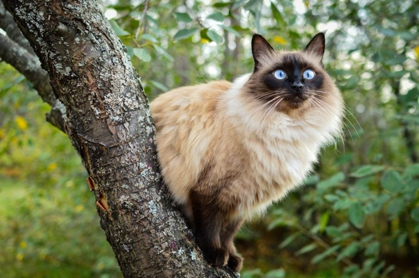 Balinéská kočka Cats Plemeno / Druh: Povaha, Délka života & Cena | iFauna