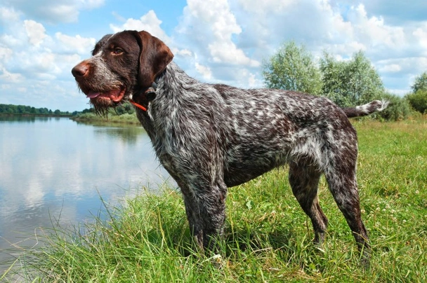 German Wirehaired Pointer Dogs Breed - Information, Temperament, Size & Price | Pets4Homes