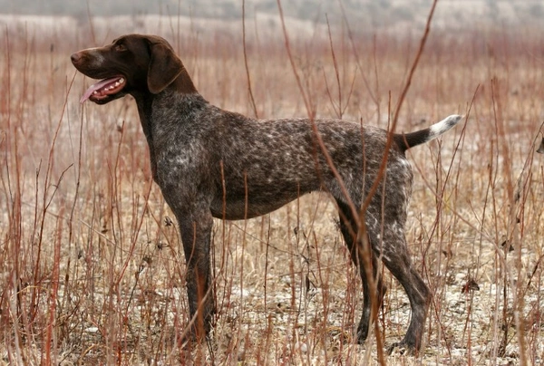 German 2024 pointer price