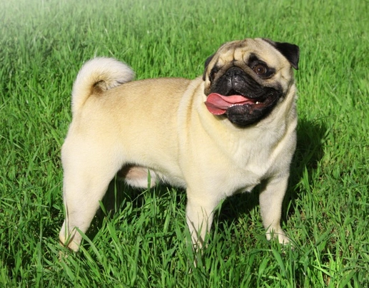 Pug Dogs Breed - Information, Temperament, Size & Price | Pets4Homes