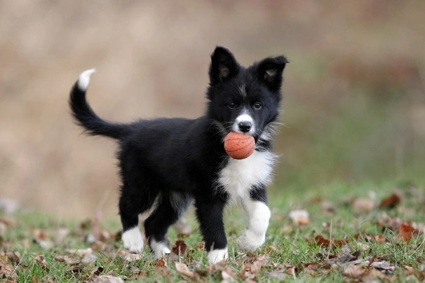 Border collie best sale as a pet