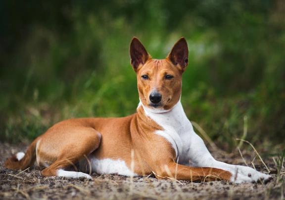 Basenji breeders hot sale near me