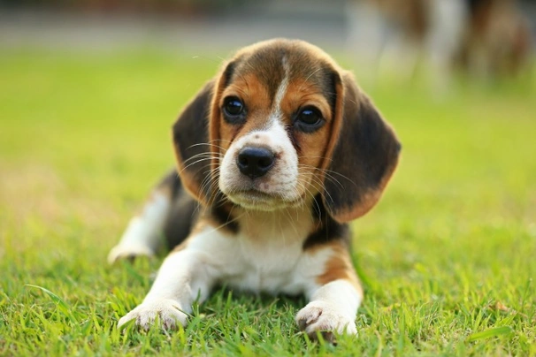 Beagle Dogs Razza | Carattere, Prezzo, Cuccioli, Cure e Consigli | AnnunciAnimali