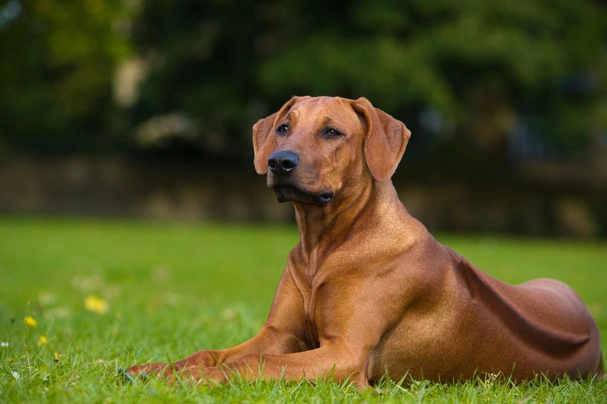 Rhodéský ridgeback Dogs Plemeno / Druh: Povaha, Délka života & Cena | iFauna