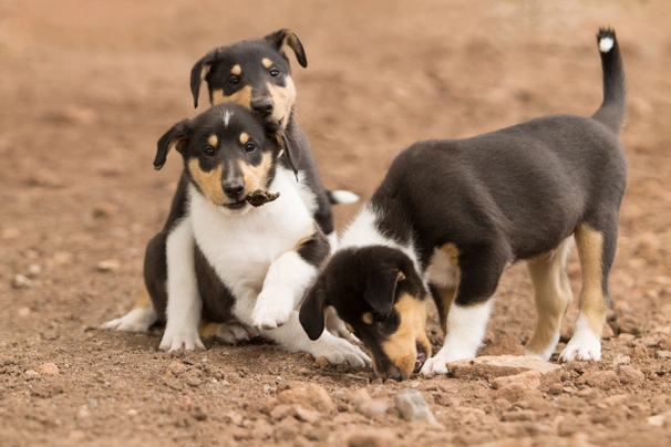 Schotse Herdershond korthaar Dogs Ras: Karakter, Levensduur & Prijs | Puppyplaats