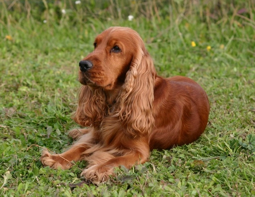 Red show sale cocker spaniel