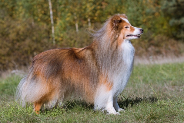 Mini sales shetland sheepdog