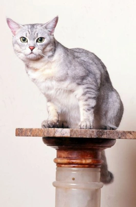 Burmilla Cats Raza - Características, Fotos & Precio | MundoAnimalia