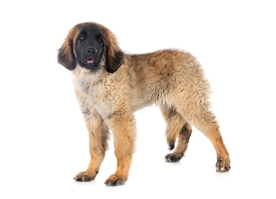 Leonberger Honden Ras: Karakter, Levensduur & Prijs | Puppyplaats