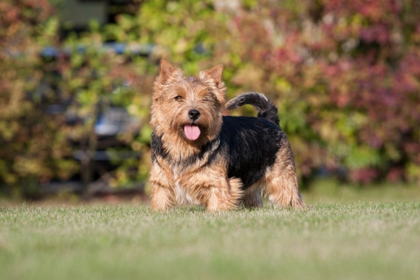 Norwich Terrier Dogs Raza - Características, Fotos & Precio | MundoAnimalia