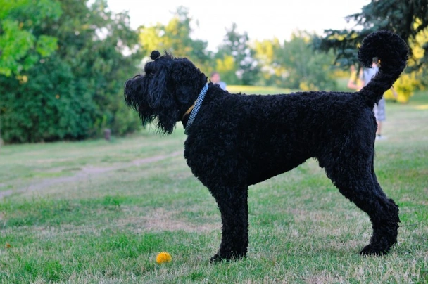 Russian Black Terrier Dogs Breed - Information, Temperament, Size & Price | Pets4Homes