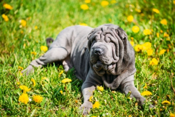 Shar Pei Perros Raza - Características, Fotos & Precio | MundoAnimalia