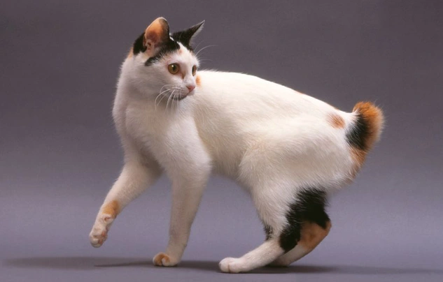 Bobtail Japonés Cats Raza | Datos, Aspectos destacados y Consejos de compra | MundoAnimalia