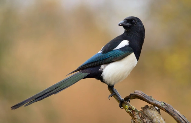 Straka obecná Birds Informace - velikost, povaha, délka života & cena | iFauna
