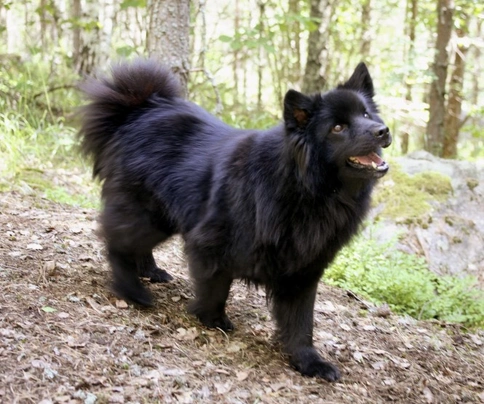 Swedish Lapphund Dogs Breed - Information, Temperament, Size & Price | Pets4Homes