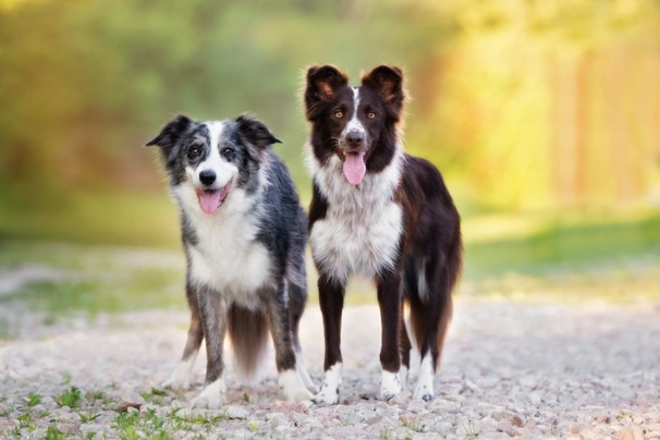 border collies y los niños son buenos con ellos