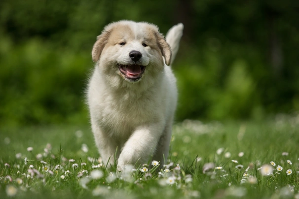 Pyrenejský horský pes Dogs Informace - velikost, povaha, délka života & cena | iFauna