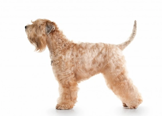 Softcoated Wheaten Terriër Dogs Ras: Karakter, Levensduur & Prijs | Puppyplaats