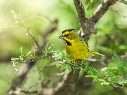 Kardinál zelený Birds Informace - velikost, povaha, délka života & cena | iFauna