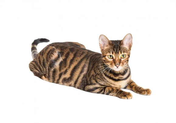 Toyger Cats Breed - Information, Temperament, Size & Price | Pets4Homes