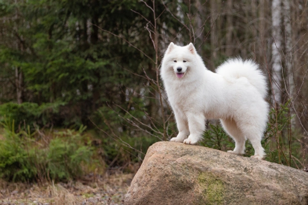 Samoyedo Dogs Raza - Características, Fotos & Precio | MundoAnimalia