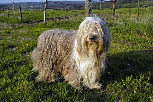 Vousatá kolie Dogs Plemeno / Druh: Povaha, Délka života & Cena | iFauna