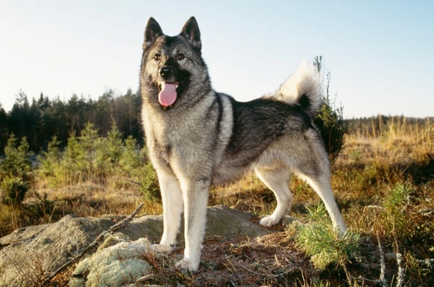 Elkhound Noruego Gris Dogs Raza - Características, Fotos & Precio | MundoAnimalia