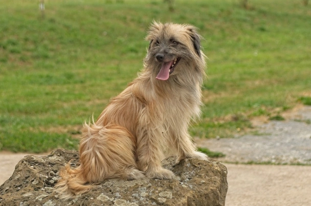 Pastor de los Pirineos de cara rasa Dogs Raza - Características, Fotos & Precio | MundoAnimalia