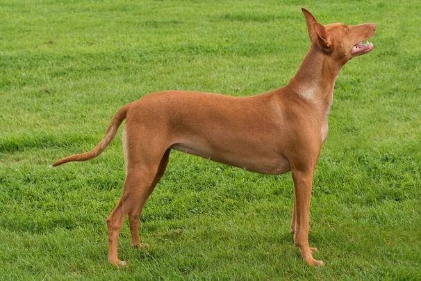 Pharaoh Hound Dogs Breed - Information, Temperament, Size & Price | Pets4Homes