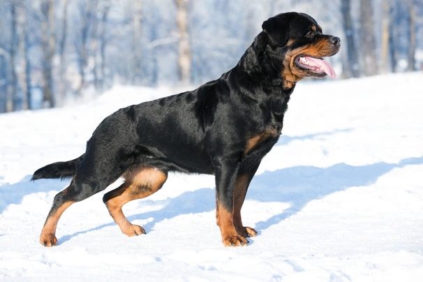 Rottweiler Dogs Ras: Karakter, Levensduur & Prijs | Puppyplaats