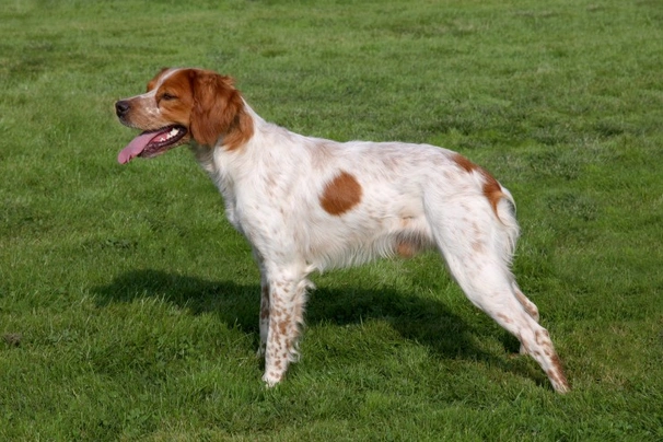 Brittany dog sale cost