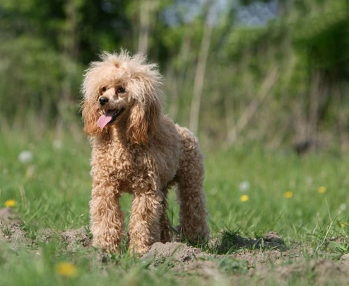 Barboncino Toy Cani Razza - Prezzo, Temperamento & Foto