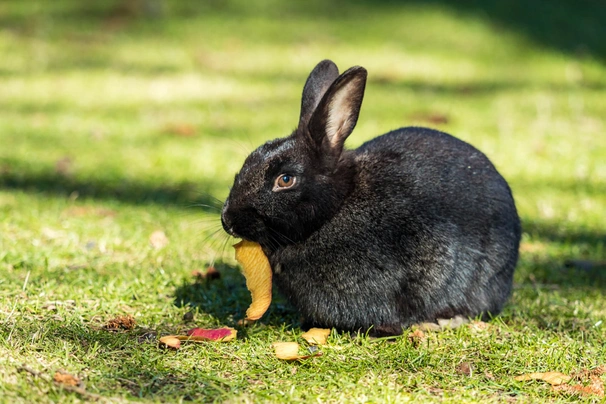 Havana Rabbits Breed - Information, Temperament, Size & Price | Pets4Homes