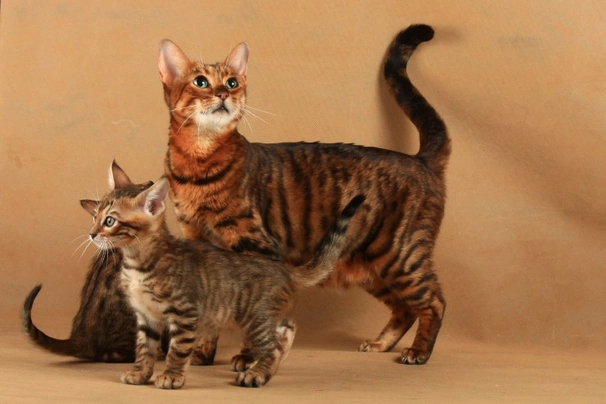 Toyger Cats Breed - Information, Temperament, Size & Price | Pets4Homes