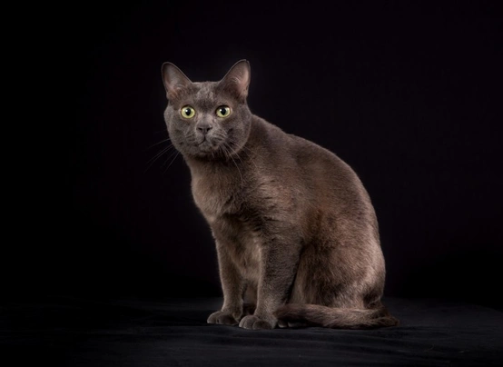 Korat Cats Breed - Information, Temperament, Size & Price | Pets4Homes