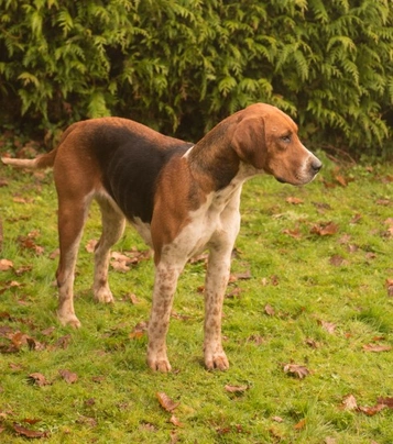 Foxhound Dogs Informace - velikost, povaha, délka života & cena | iFauna