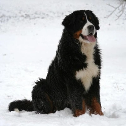 Bernese Mountain Dog Dogs Breed - Information, Temperament, Size & Price | Pets4Homes