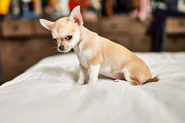 Chihuahua Dogs Razza - Prezzo, Temperamento & Foto | AnnunciAnimali