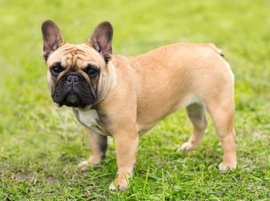 French Bulldog Dogs Breed - Information, Temperament, Size & Price ...