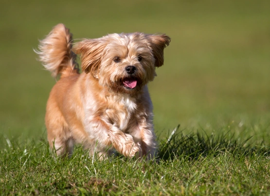 Shorkie hot sale breed info