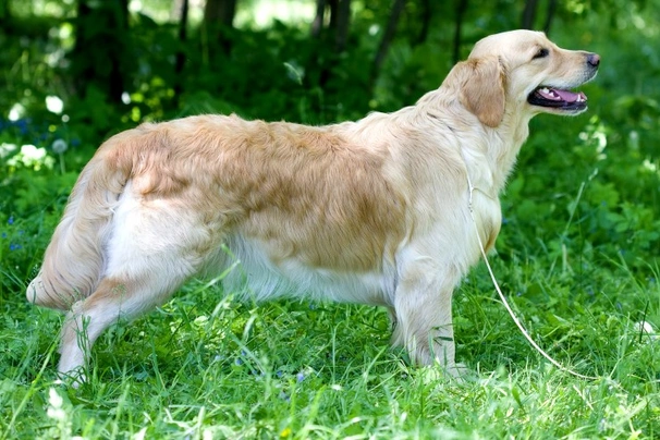 Golden Retriever Dogs Breed - Information, Temperament, Size & Price | Pets4Homes