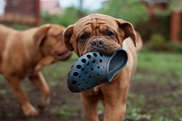 Dogue de Bordeaux Dogs Razza - Prezzo, Temperamento & Foto | AnnunciAnimali
