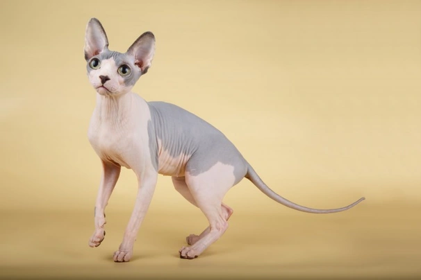 Hairless best sale sphynx price