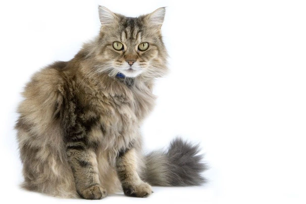 RagaMuffin Cats Breed - Information, Temperament, Size & Price | Pets4Homes