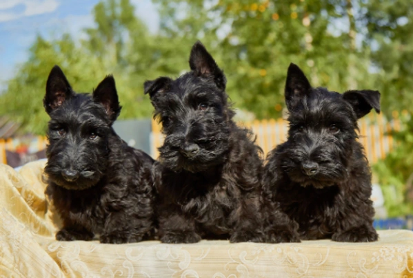 Scottish Terrier Dogs Raza - Características, Fotos & Precio | MundoAnimalia