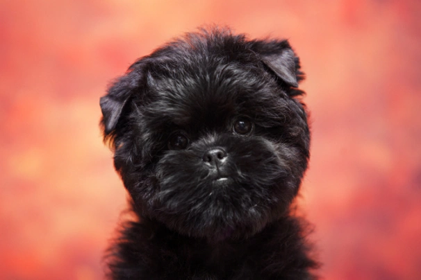 Affenpinscher sales for sale