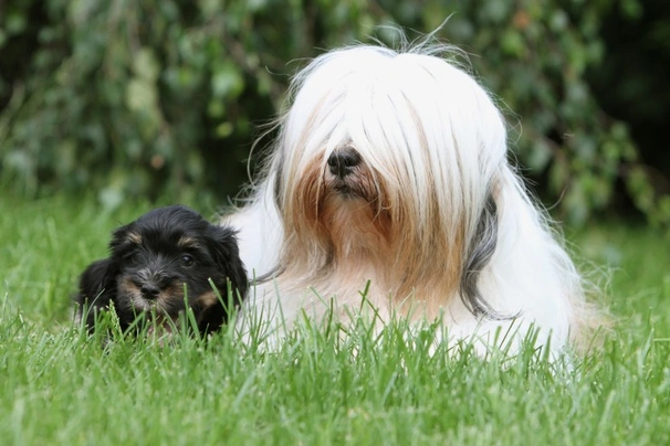 Tibetaanse Terriër Dogs Ras: Karakter, Levensduur & Prijs | Puppyplaats