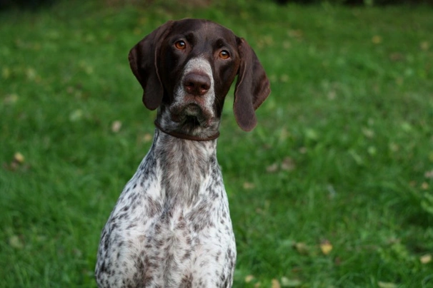 Německý krátkosrstý ohař Dogs Informace - velikost, povaha, délka života & cena | iFauna