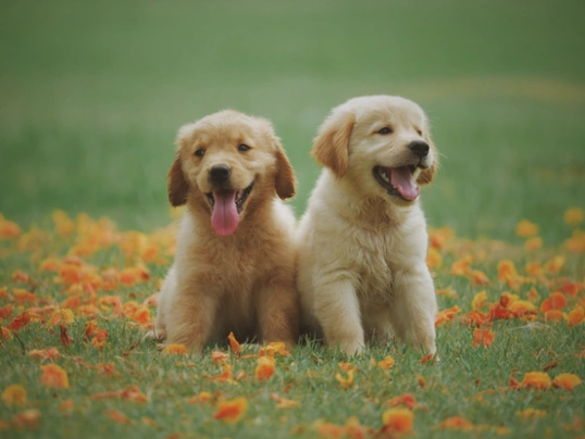 Golden Retriever Dogs Raza - Características, Fotos & Precio | MundoAnimalia